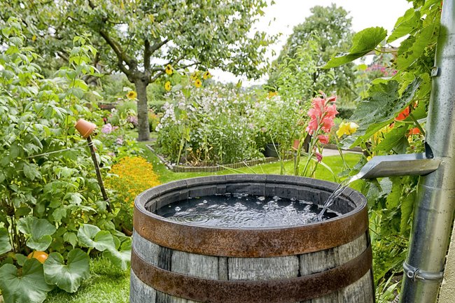 Regenwassernutzung: Nachhaltig und kostensparend