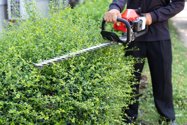 Hecke nicht zurückgeschnitten: Droht ein Zwangsgeld?
