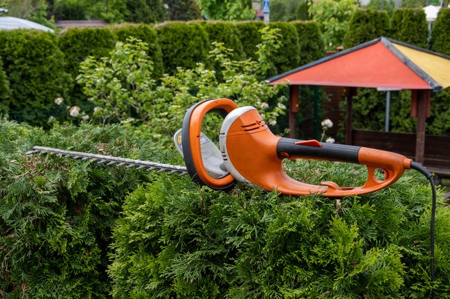 Sichtschutz-Hecke an Grundstücksgrenze